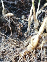 Centruroides suffusus