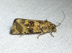 Olethreutes ferrolineana