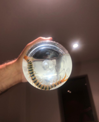 Scolopendra polymorpha