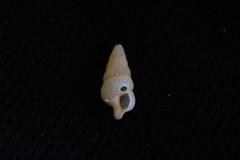 Ataxocerithium applenum