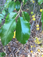Petalostigma
