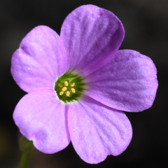 Oxalis violacea