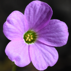 Oxalis violacea