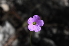 Oxalis violacea