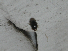 Sinocrepis obscurofasciata