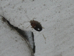 Sinocrepis obscurofasciata