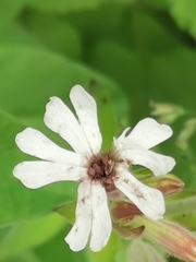 Microbotryum lychnidis-dioicae