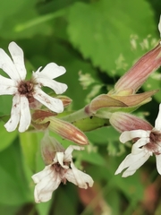 Microbotryum lychnidis-dioicae