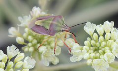 Antheminia eurynota