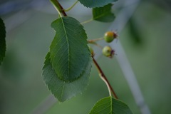 Amelanchier cusickii