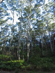 Eucalyptus saligna