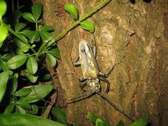 Batocera lineolata