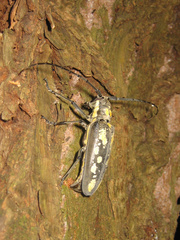 Batocera lineolata