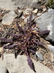 Pedicularis semibarbata charlestonensis