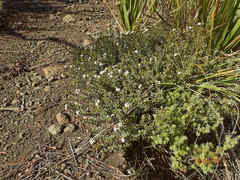 Pimelea oreophila hetera