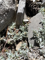 Antennaria soliceps