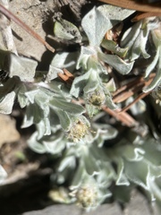 Antennaria soliceps
