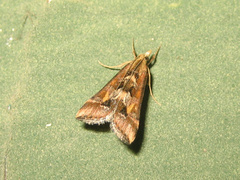 Diasemia