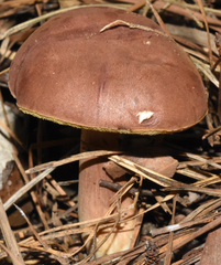 Xanthoconium purpureum