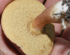 Xanthoconium purpureum