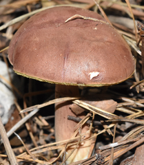 Xanthoconium purpureum