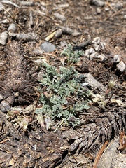 Astragalus platytropis