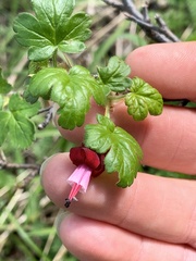 Ribes lobbii