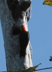 Melanerpes radiolatus