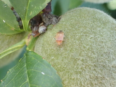 Agnocoris