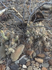 Corynopuntia