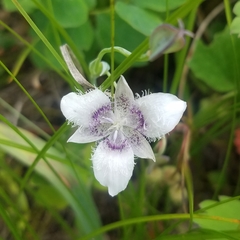 Calochortus elegans elegans