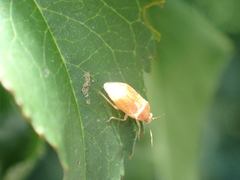 Agnocoris