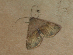 Rhesalides curvata