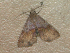 Rhesalides curvata