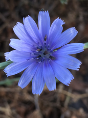 Cichorium pumilum