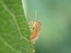 Agnocoris