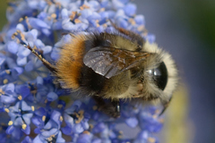 Bombus mixtus