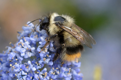 Bombus mixtus
