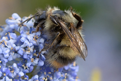 Bombus mixtus
