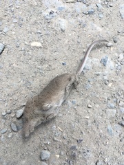 Sorex vagrans