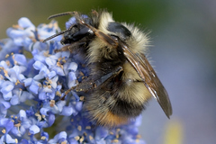 Bombus mixtus