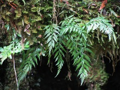 Asplenium gracillimum
