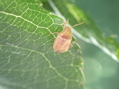 Agnocoris