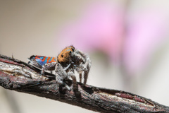 Maratus jactatus
