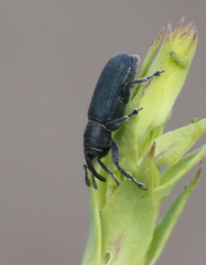 Mecinus janthiniformis