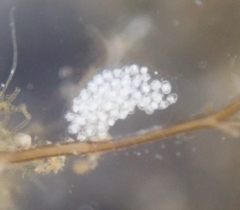 Eubranchus rupium