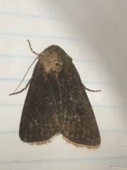 Agrotis segetum