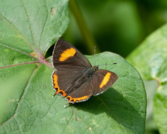 Heliophorus