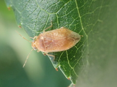 Agnocoris