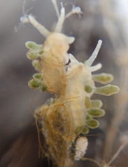Eubranchus rupium